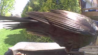 common raven