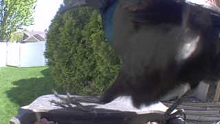 common grackle