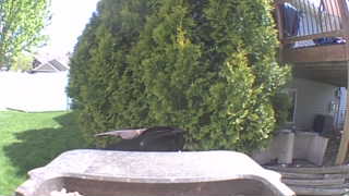 common grackle
