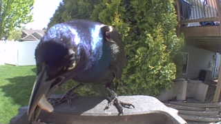 common grackle