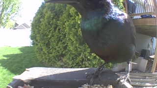 common grackle