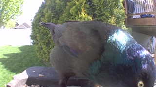 common grackle