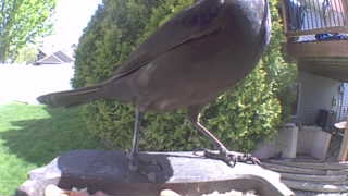 american crow