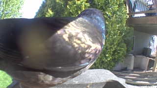 common grackle