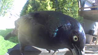 european starling