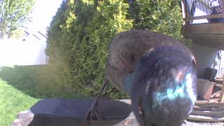 common grackle