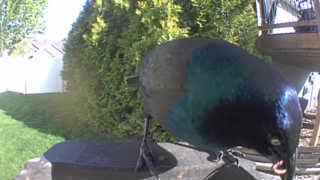 common grackle