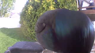 mallard