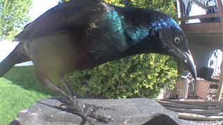 common grackle