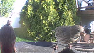 house finch