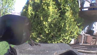 rock dove