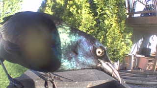 common grackle