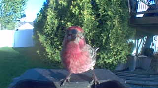 house finch