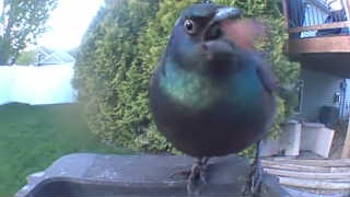 common grackle