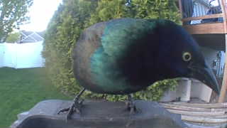 common grackle
