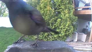 common grackle