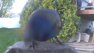 Unidentified clip
