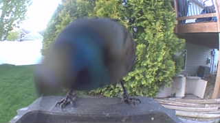 common grackle