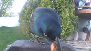 common grackle