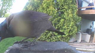 common grackle