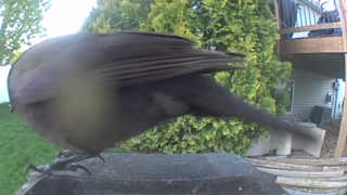 common grackle