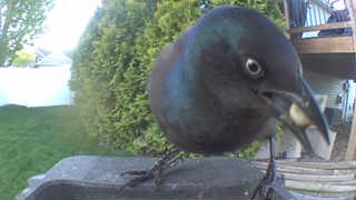common grackle