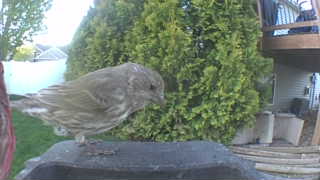 house finch