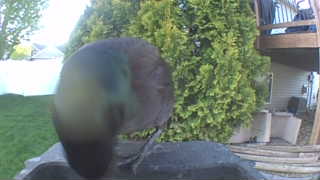 european starling