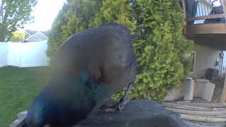common grackle