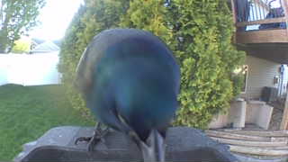 common grackle