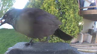 common grackle