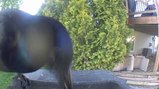 common grackle