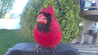 northern cardinal