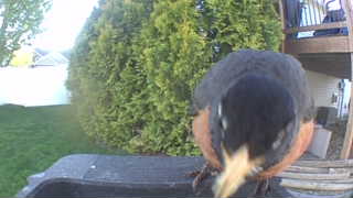 american robin