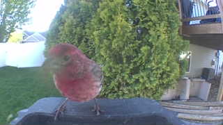 house finch