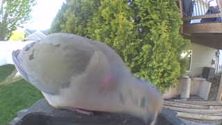 mourning dove