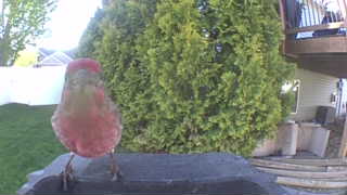 house finch