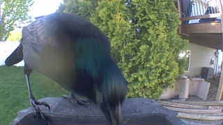 common grackle