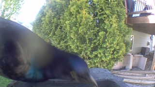 mallard