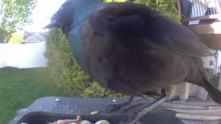 common grackle
