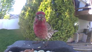 house finch