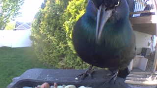 common grackle