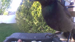 common grackle