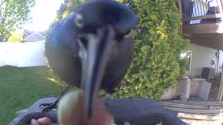 common grackle
