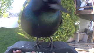 common grackle