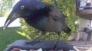 common grackle