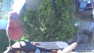 purple finch