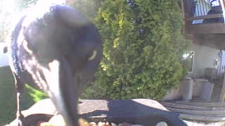 common grackle