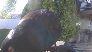 common grackle