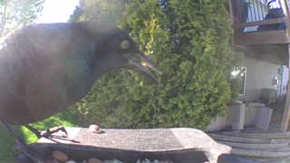 common grackle